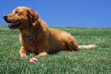 Happy Dog, Dog grooming in Washougal, WA