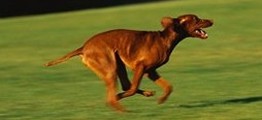 running dog, Pet Groomer in Washougal, WA